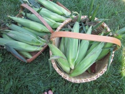 Freezing Corn and Berries Image
